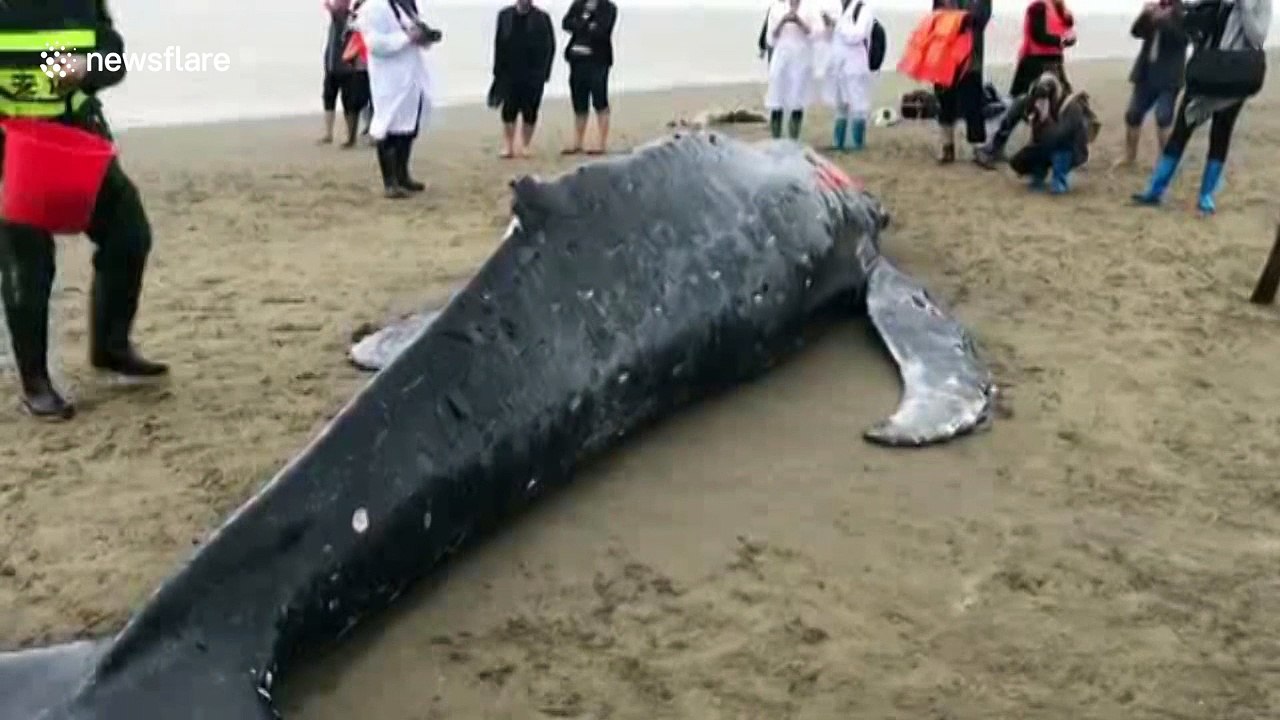 Stranded humpback rescued after five hours