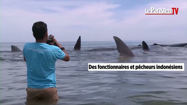 Des cachalots s'échouent en Indonésie