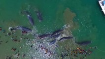 Indonésie: quatre grands cachalots morts échoués sur une plage