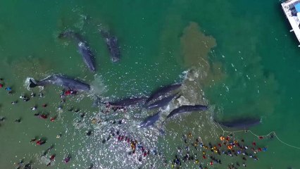 Indonésie: quatre grands cachalots morts échoués sur une plage