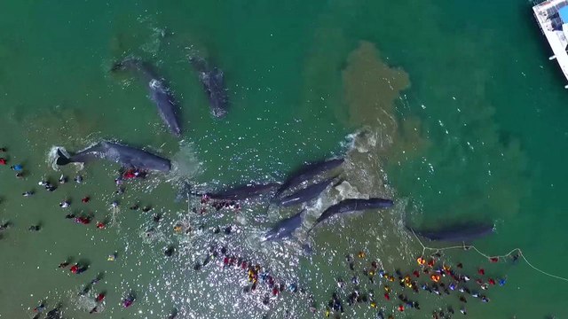 Indonésie: quatre grands cachalots morts échoués sur une plage
