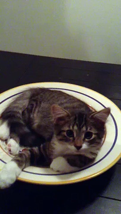 Un chaton trop trop cute