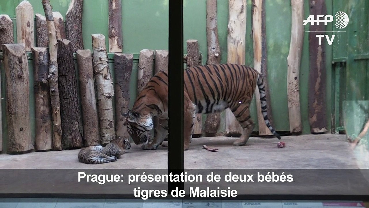 Prague: présentation de deux bébés tigres de Malaisie
