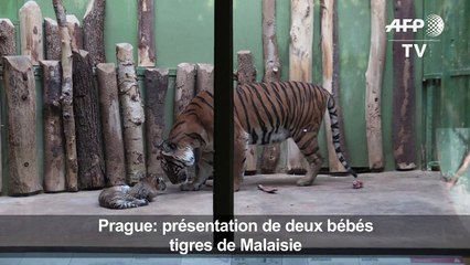 Prague: présentation de deux bébés tigres de Malaisie