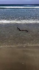 Cape Cobra goes for a swim