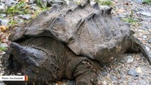 Wild Alligator Snapping Turtle Seen In Illinois For First Time After 33 Years