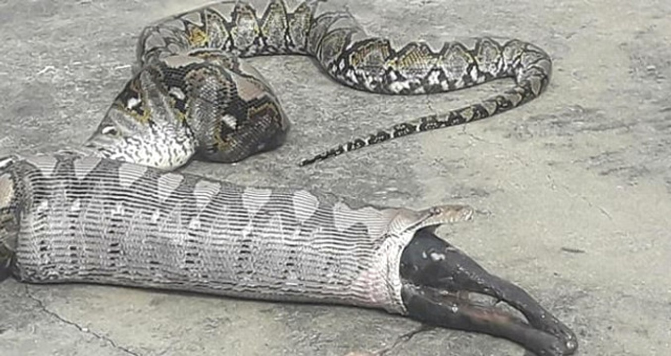 4 Metrelik Piton, Yuttuğu Dev Kediyi 3 Gün Sonra Geri Çıkardı