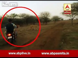 Bikers Chasing a Pride of Lions