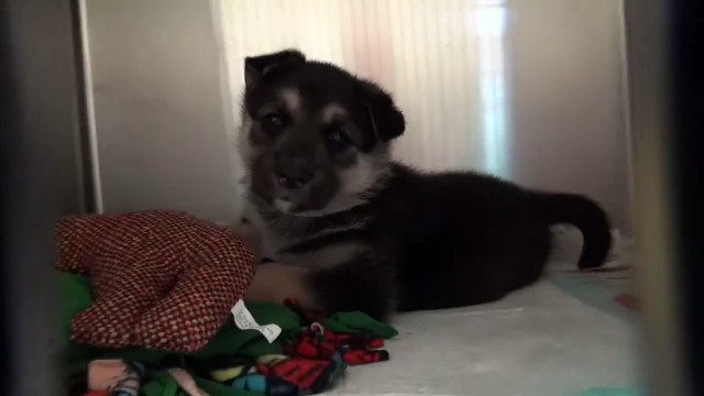 Young Shepherd Surrendered To High Kill Shelter With His Favorite Toys, Cries Before He Sleeps
