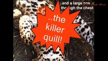 The Best Attacks Of Porcupine ►► 17 Lions, Leopard, Snake, Python, Anaconda, Bear, Dog