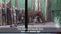 Prague zoo fetes health of rare Malayan tiger cubs