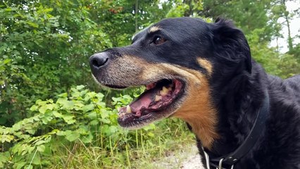 After 2 Weeks of Free Camping in Kentucky, I Pack Up and Move on