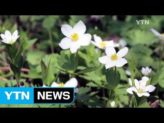 천상의 화원, 곰배령 / YTN (Yes! Top News)