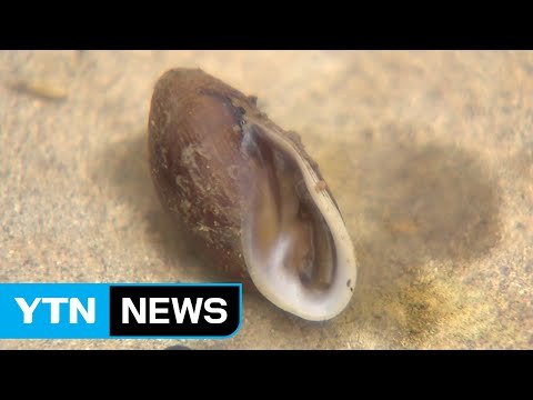 '멸종 위기' 대추귀고둥 집단 서식 첫 발견 / YTN (Yes! Top News)