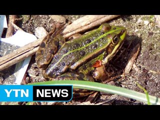 환경부, '웃는개구리' 등 외래생물 위해우려종 지정 / YTN (Yes! Top News)