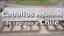 Caballos españoles de regreso a Chile-.