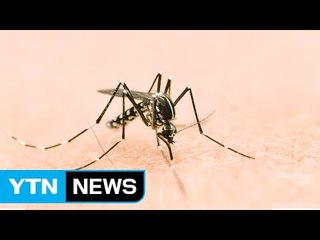 오늘 불청객 오시나...'모기 예보제'로 알아보자! / YTN (Yes! Top News)