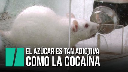 El azúcar crea la misma adicción que la cocaína