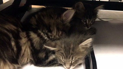 Just a kitten grooming her brother and sister