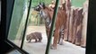 Critically endangered Malayan tiger cubs born in Prague Zoo