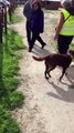 Une chienne retrouve son maitre après plus de 2 ans de séparation (Argentine)
