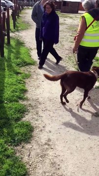 Une chienne retrouve son maitre après plus de 2 ans de séparation (Argentine)