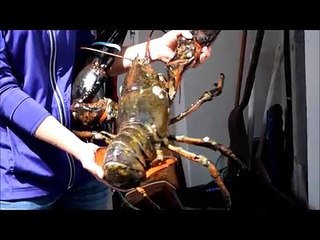 That's a Really Big Lobster
