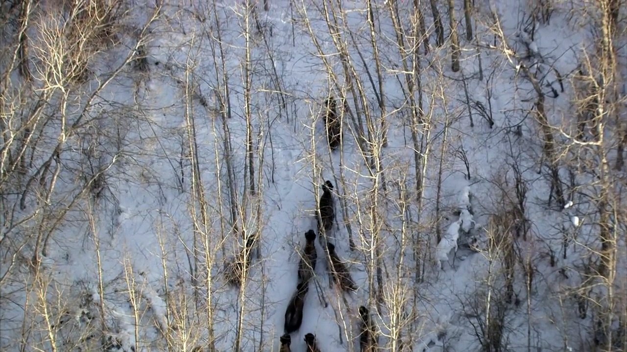 Pack Of Wolves Hunt a Bison