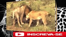 Animais selvagens atacando luta de animais selvagens 2017 briga de animais 2017