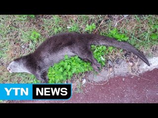 춘천 도심에서 천연기념물 수달 로드킬 / YTN (Yes! Top News)