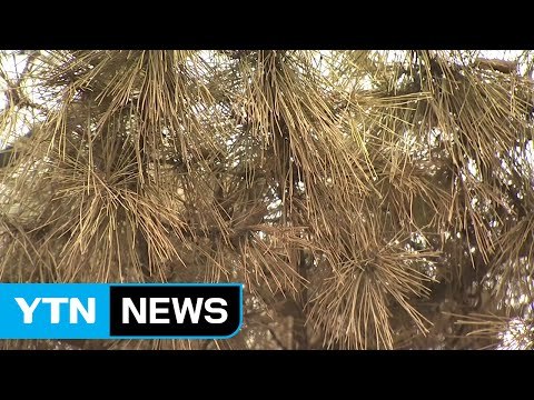 [울산] '재선충 완전 박멸'...울산시 산림 병해충과 전면전 / YTN (Yes! Top News)