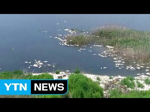 충남 홍성방조제서 물고기 집단 폐사 / YTN (Yes! Top News)