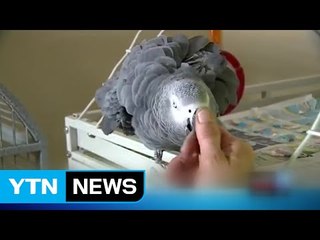 美 앵무새 소리, 살인 사건 증거로 채택 검토 / YTN (Yes! Top News)