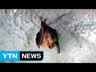 강원도 동해 천곡동굴서 황금박쥐 6년 만에 발견 / YTN (Yes! Top News)