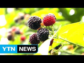 건강 블랙푸드 '복분자' "좋은 날씨 덕에 더 달아" / YTN (Yes! Top News)