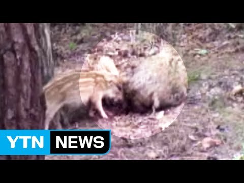 '야생 멧돼지도 엄마' 수유 장면 첫 포착 / YTN (Yes! Top News)