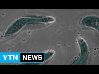 사람 죽이는 '공포의 아메바'...급류도 안전하지 않다 / YTN (Yes! Top News)