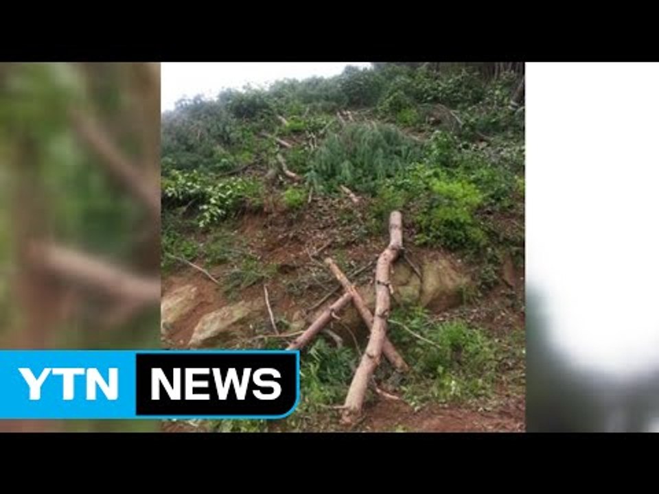 벌목한 나무에 부딪혀 60대 남성 숨져 / YTN (Yes! Top News)