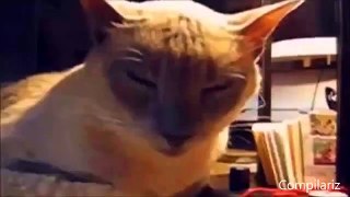 1 HOUR of Funny Cat & Cute Kittens Fail Videos - Funny Kitty Cat Video April 2015