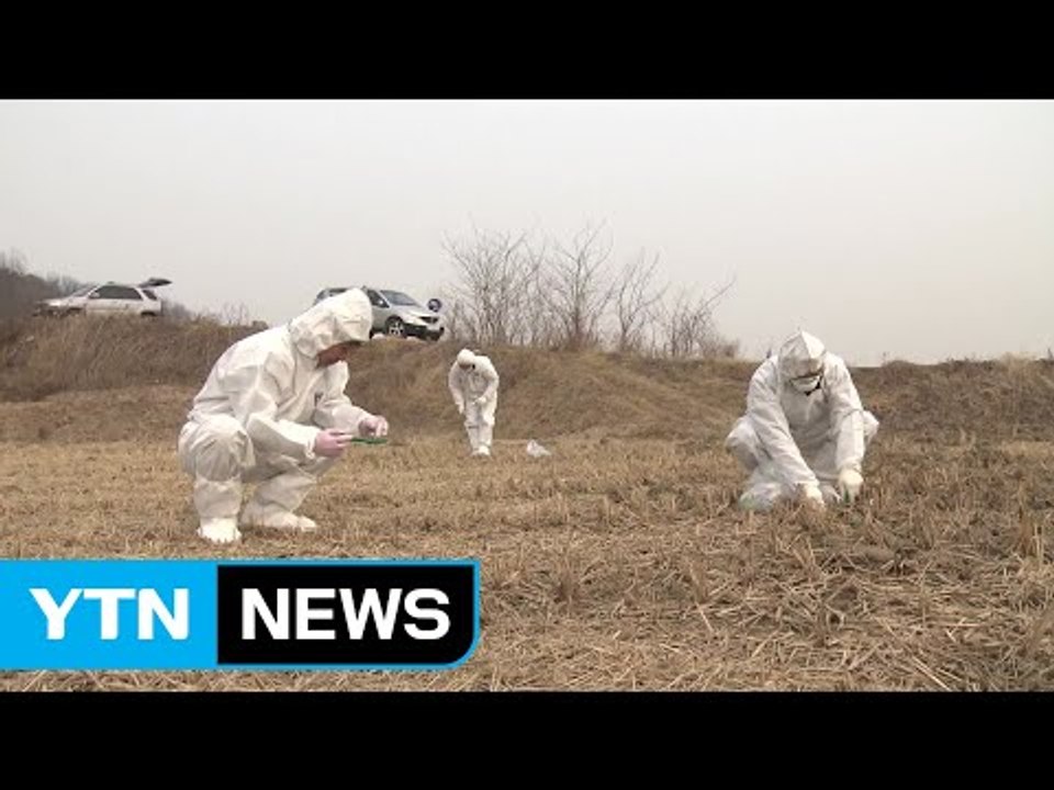 강원 원주천 야생조류 분변에서 AI 바이러스 검출 / YTN
