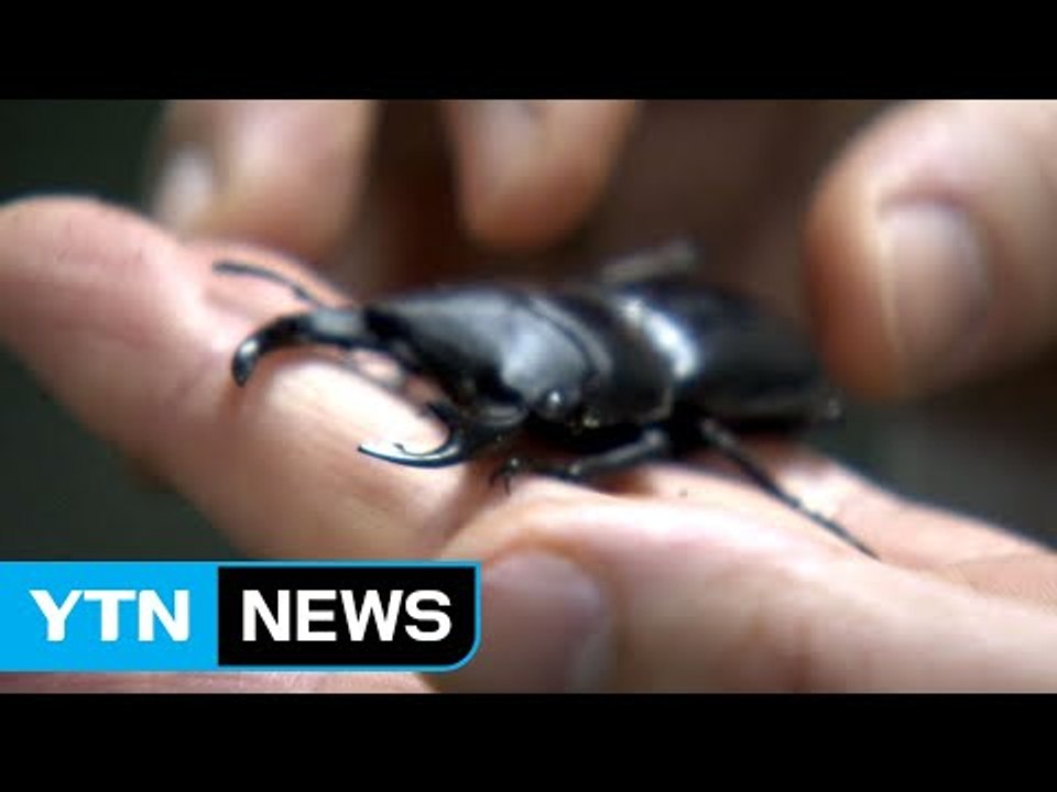 서울시, 전국 최초로 애완곤충 경진대회 개최 / YTN