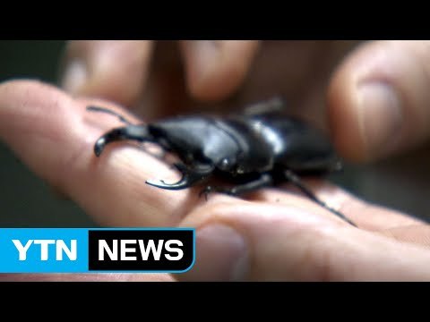 서울시, 전국 최초로 애완곤충 경진대회 개최 / YTN