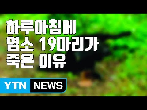 [자막뉴스] 하루아침에 사냥개 물려 죽은 염소 19마리 / YTN