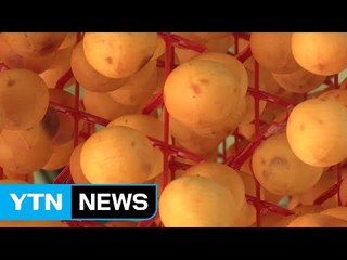 붉게 물든 양촌 마을...곶감 만들기 '한창' / YTN