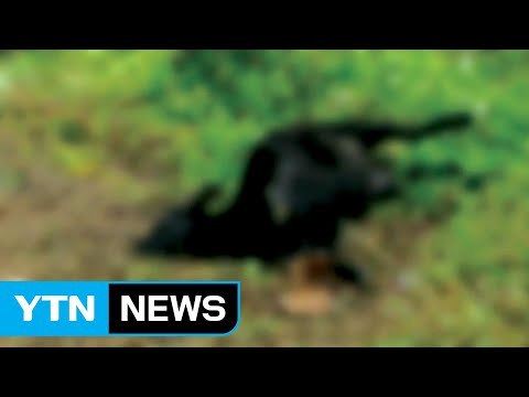 수렵기간 중 사냥개, 염소 19마리 물어 죽여 / YTN