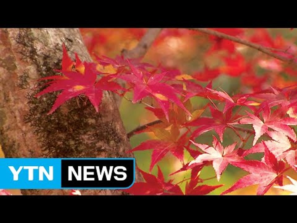 백양사에 '애기 단풍' 떴다...관광객 북적 / YTN