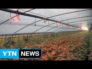 인공 조명으로 작물의 성장·기능 내 마음대로 / YTN