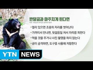반달곰 만나면 뒷걸음질로 피해야 / YTN