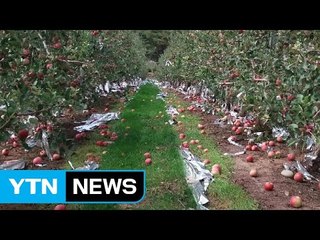 헬기 저공비행에 과수원 사과 '우수수' / YTN