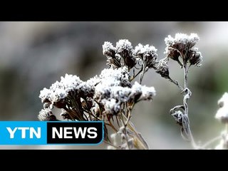 강원 산간 서리꽃 장관...찬 공기 오면 기온 뚝 / YTN